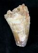 Large Cretaceous Fossil Crocodile Tooth - Morocco #19119-1